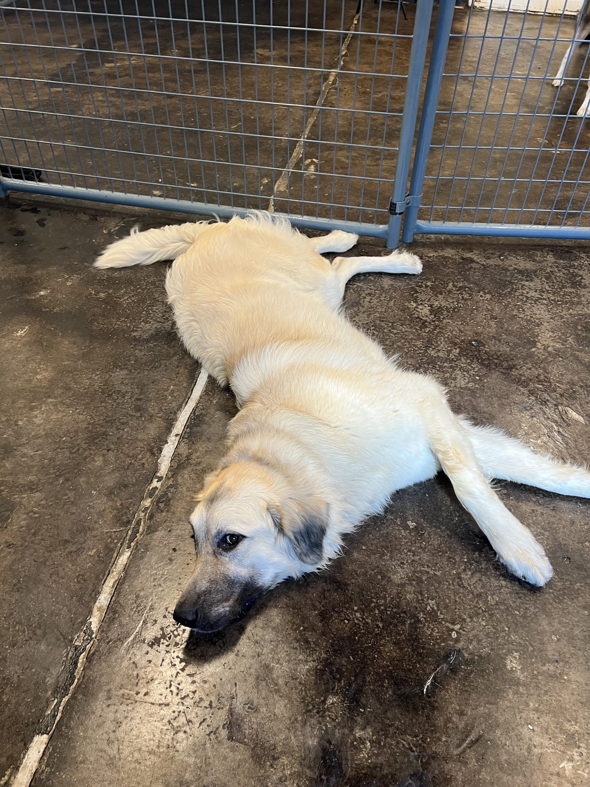 Dog Boarding Overnight Contact Us!