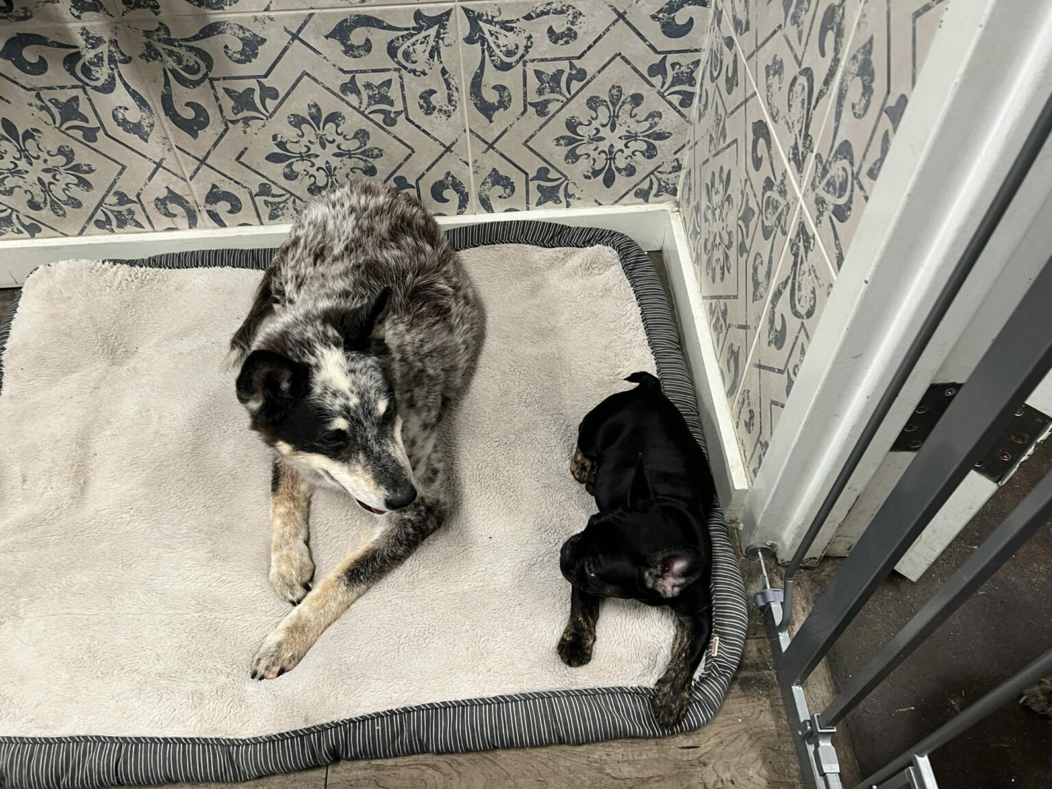 Dog Boarding Overnight Contact Us!